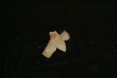 201103SP-003