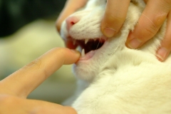 201103SP-005