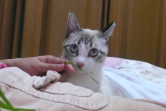 201107LXb-005
