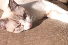 Kancha 2011C