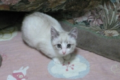 Kancha 2011D