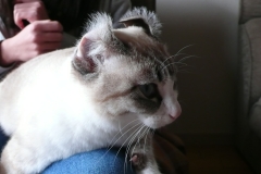 Kancha 2012A