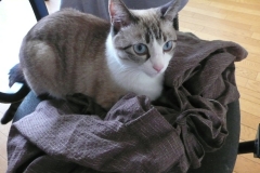 Kancha 2012B