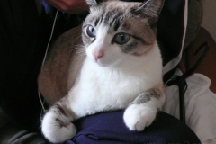 Kancha 2013