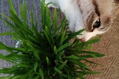 LINE_ALBUM_かんちゃ2020_211226_144