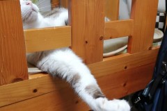 LINE_ALBUM_かんちゃ2020_211226_58