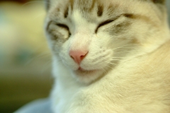 201103SP-004