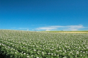 landscape Hokkaido