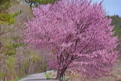 1_201105hakuba-081HP